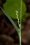 Purple sedge